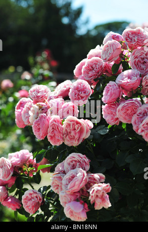 Rose Léonard de Vinci, Meldauri, Meilland Banque D'Images
