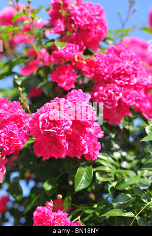 Rose Jolie Fée, Spevu, Welsh Banque D'Images