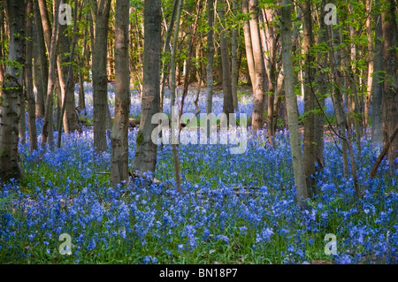 Dans Whippendell jacinthes des bois, Hertfordshire, Royaume-Uni Banque D'Images