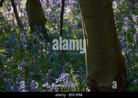 Dans Whippendell jacinthes des bois, Hertfordshire, Royaume-Uni Banque D'Images