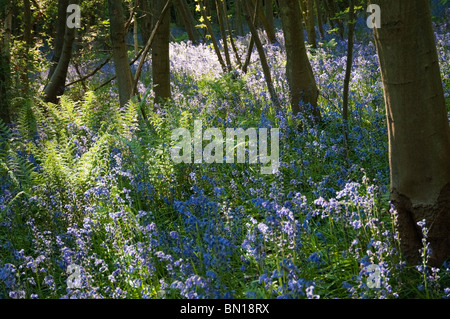 Dans Whippendell jacinthes des bois, Hertfordshire, Royaume-Uni Banque D'Images