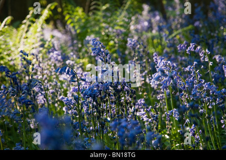 Dans Whippendell jacinthes des bois, Hertfordshire, Royaume-Uni Banque D'Images