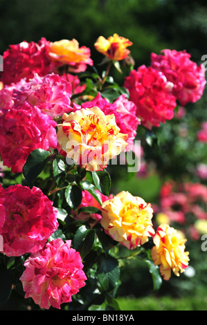 Camille Pissarro Rose nom de cépage : DELstricol Delbard Floribunda Banque D'Images