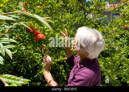 Un jardinier à admirer les fleurs du grenadier (Punica granatum). Jardinière admirant les fleurs de Grenadier fils. Banque D'Images