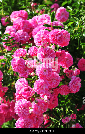 Bush de Roses, Juanita, Kordes, Paris Parc de Bagatelle Banque D'Images