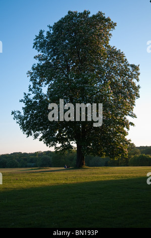 Couple in Cassiobury Park, Watford, Hertfordshire, Royaume-Uni Banque D'Images