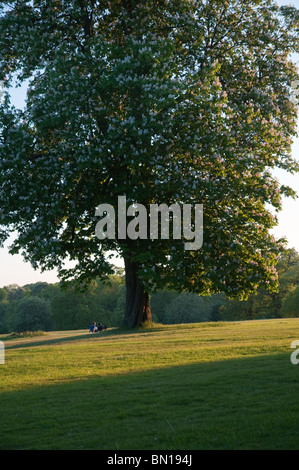 Couple in Cassiobury Park, Watford, Hertfordshire, Royaume-Uni Banque D'Images