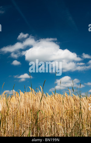 La maturation de l'orge dans un champ dans la campagne anglaise. Oxfordshire, Angleterre Banque D'Images