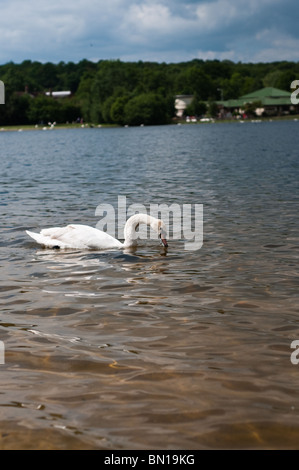 Scène de Ruislip Lido, à l'ouest de Londres, Royaume-Uni Banque D'Images