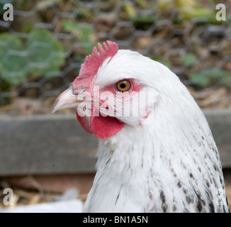 Light Sussex poule, Close up of head Banque D'Images