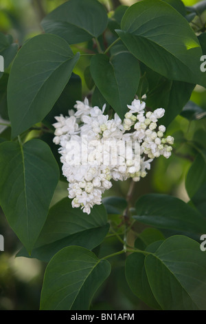 Syringa vulgaris ou lilas blanc Banque D'Images