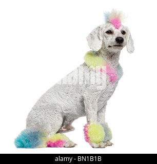 Poodle avec multi-couleur des cheveux, âgé de 12 mois, in front of white background Banque D'Images