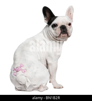 Bouledogue français avec tattoo in front of white background Banque D'Images