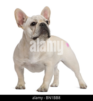 Bouledogue français, âgé de 12 mois, avec tattoo in front of white background Banque D'Images