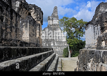 Acropole centrale, les ruines mayas de Tikal, près de Flores, Guatemala Banque D'Images