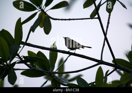 Paruline flamboyante Setophaga ruticilla en silhouette à Zapata, République de Cuba en mars. Banque D'Images