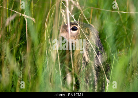 Treize bordée, spermophiles (Spermophilus tridecemlineatus) se cache dans les hautes herbes. Banque D'Images