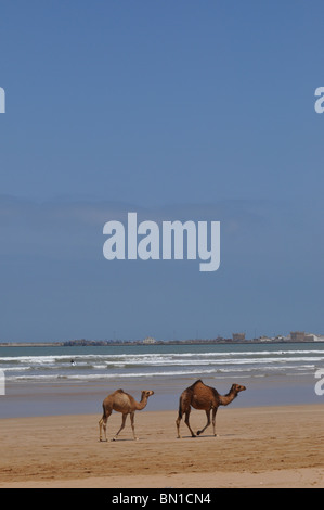 Chameaux sur la plage d'Essaouira, Maroc Banque D'Images