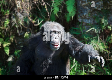 Troglodytes chimpanzé (Pan) à la Miami Metro Zoo Banque D'Images