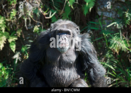 Troglodytes chimpanzé (Pan) à la Miami Metro Zoo Banque D'Images