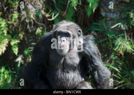 Troglodytes chimpanzé (Pan) à la Miami Metro Zoo Banque D'Images