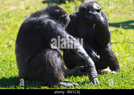 Troglodytes chimpanzé (Pan) à la Miami Metro Zoo Banque D'Images