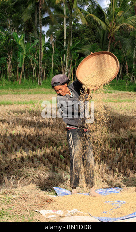 Femme travaillant dans les champs pendant la moisson du riz, près de Ubud, Bali, à séparer les grains de la balle, le riz est vanné Banque D'Images