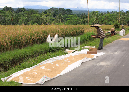 Les femmes ayant tendance nouvelle récolte de riz qui a été mis à sécher avant d'être stockées dans des sacs. près de Ubud, Bali, Indonésie Banque D'Images