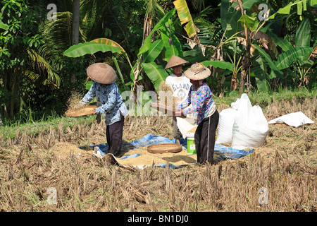 Les femmes travaillant dans les champs pendant la moisson du riz, près de Ubud, Bali, à séparer les grains de la balle, le riz est vanné Banque D'Images