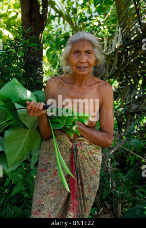 Bali vieille dame , collecte de fourrage pour ses porcs , sembrian , village , bali lovina bali , Indonésie , Banque D'Images