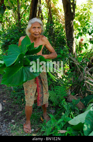 Bali vieille dame , collecte de fourrage pour ses porcs , sembrian , village , bali lovina bali , Indonésie , Banque D'Images