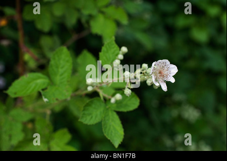 Un terminal blackberry (Rubus fruticosus) Floraison en début de juin dans le Cambridgeshire. Banque D'Images