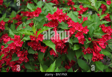 Fleur rouge arbuste Weigela Banque D'Images