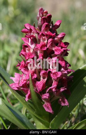 Au début de l'ouest Marais Dactylorhiza incarnata subsp. coccinea prises sur la côte de Sefton, Merseyside, Royaume-Uni Banque D'Images