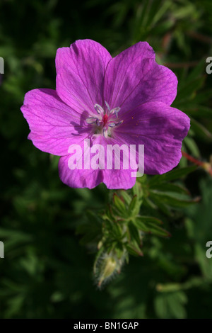 Géranium sanguin Geranium sanguineum pris sur le Great Orme, Llandudno, au Pays de Galles Banque D'Images