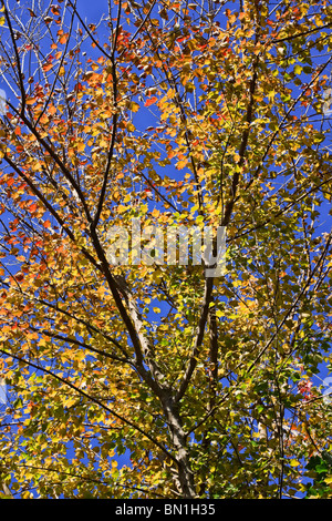 Différentes couleurs d'un érable en automne contre un ciel bleu. Banque D'Images