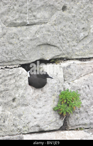 Le Guillemot à miroir (Cepphus grylle),en nidification,mur,port,Stranraer en Écosse. Banque D'Images