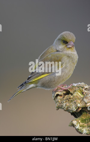 Verdier, Carduelis chloris, homme sur les champignons couverts souche d'arbre.Cornwall,Royaume-Uni. Banque D'Images