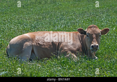 Vache brune portant in grassy field Banque D'Images