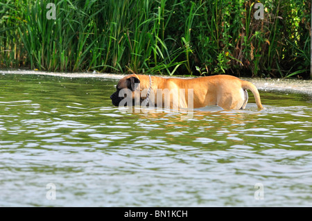 Chien jouant dans l'eau Banque D'Images