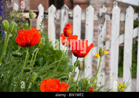 Poppies contre clôture blanche Banque D'Images