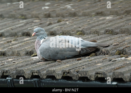 Pigeon ramier Columba palumbus sur toit Banque D'Images