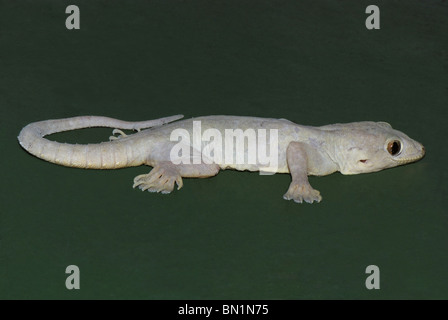 Maison à ventre jaune, Gecko Hemidactylus flaviviridis, INDE Banque D'Images