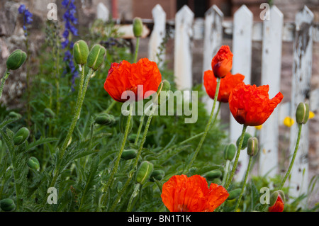 Poppies contre clôture blanche Banque D'Images