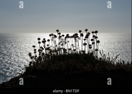 Silhouette of Thrift plante poussant sur le haut d'une falaise dans la mer, Cornwall Porthcothan et horizon à l'arrière-plan Banque D'Images