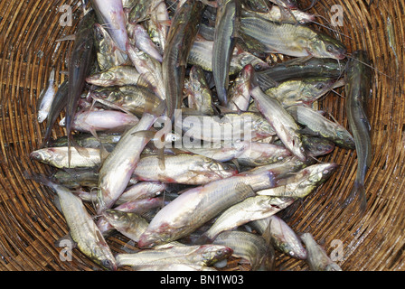 Poisson frais pêché dans le filet d'eau près de atarwani village, le Madhya Pradesh Banque D'Images