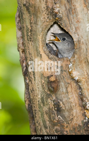 House Wren poussin dans nid mendier de la nourriture Banque D'Images