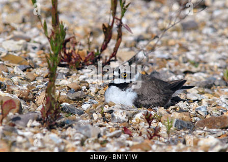 Petit Gravelot assis sur son nid œufs en incubation Charadrius alexandrinus Banque D'Images