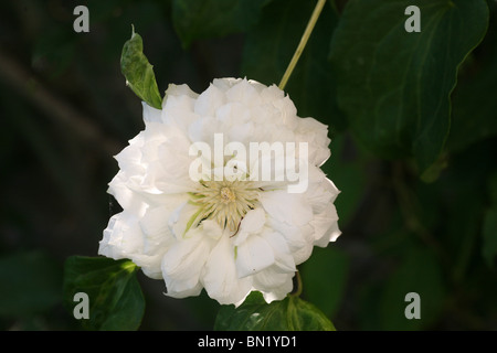 Clematis duchesse d'Édimbourg Banque D'Images