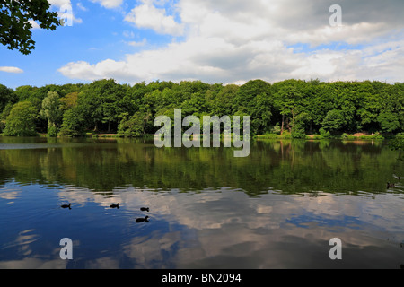 Le Lac à Newmillerdam Country Park, Wakefield, West Yorkshire, Angleterre, Royaume-Uni. Banque D'Images